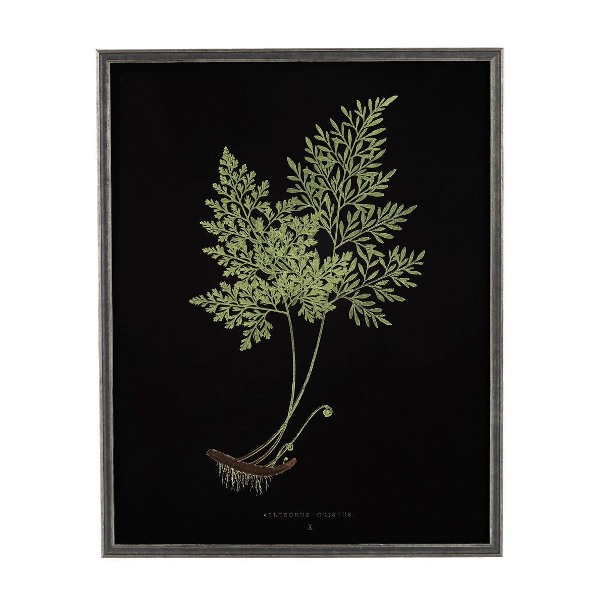 Vintage Fern Wall Art | Black