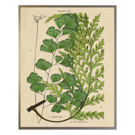 Vintage Fern Collage Wall Art | Ivory